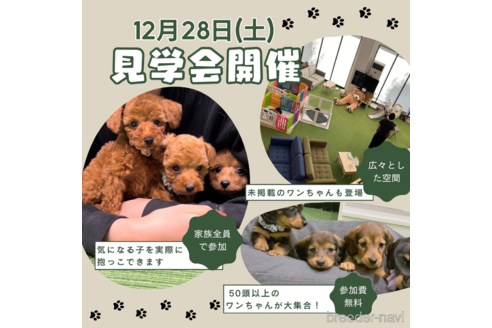 成約済の茨城県のミニチュアダックスフンド(ロングヘアード)-357677の3枚目